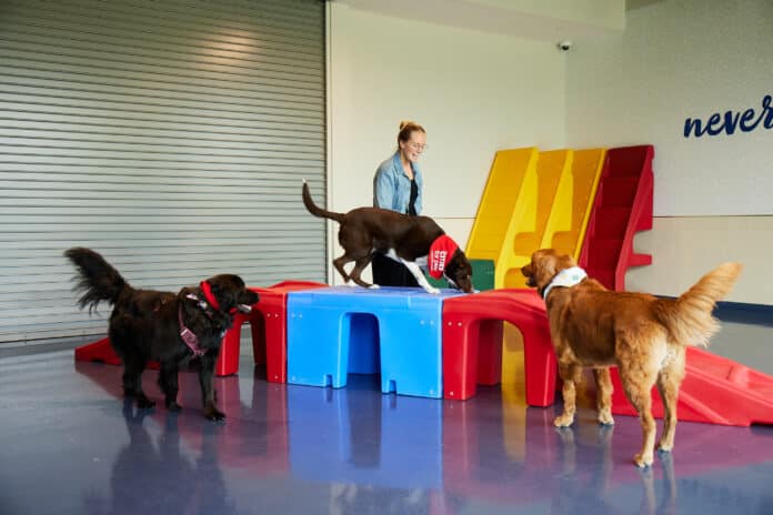 Mars-Petcare-doggie-daycare